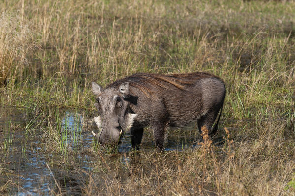 Warthog (Phacochoerus aethiopicus), Okavango Delta, Botswana