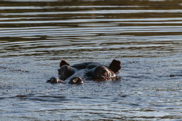 Hippopotamuses (Hippopotamus amphibius), Okavango Delta, Botswana