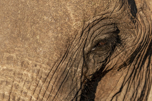 Elephant (Loxodonta africana), Abu Camp, Okavango Delta, Botswana