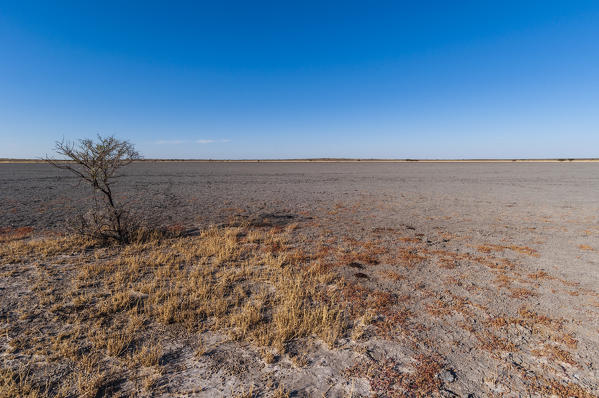 Deception Valley, Central Kalahari Game Reserve, Botswana.