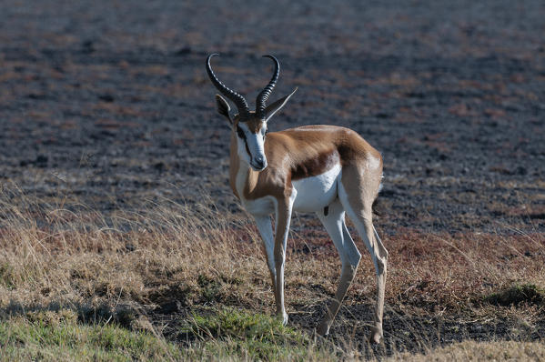 Springbok (Antidorcas marsupialis), Deception Valley, Central Kalahari Game Reserve, Botswana.