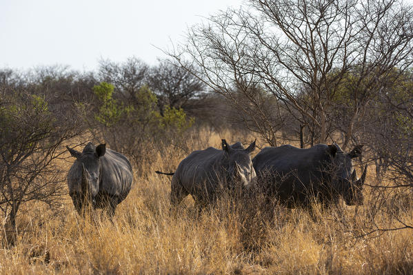 Three white rhinoceros, Ceratotherium simum, side by side looking at the camera