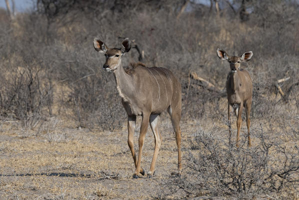 Greater kudu, Tragelaphus strepsiceros, Kalahari, Botswana