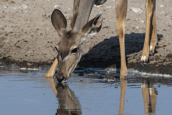 Greater kudu, Tragelaphus strepsiceros, Kalahari, Botswana