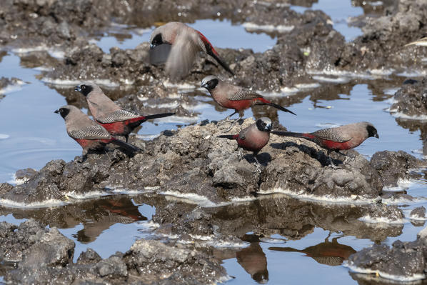 Black-faced waxbill, Estrilda erythronotos, at waterhole