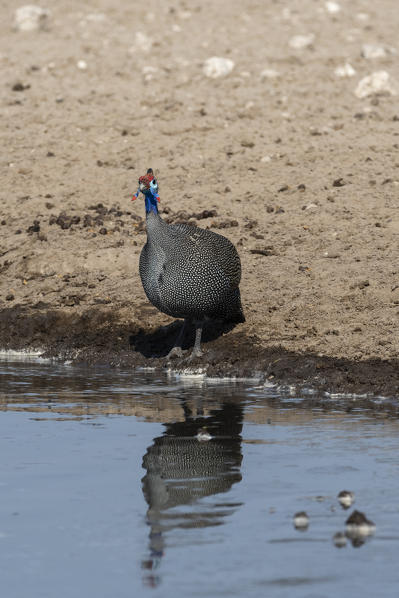 An helmeted guineafowl, Numida meleagris, at waterhole
