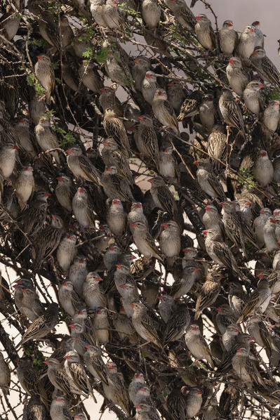 A red-billed quelea flock, Quelea quelea, perched on a tree