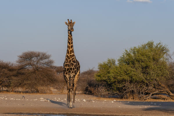A southern giraffe, Giraffa camelopardalis, walking, Kalahari, Botswana