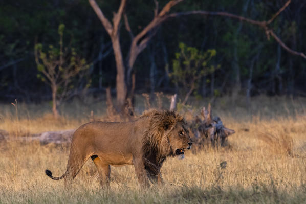 A lion, Panthera leo, walking