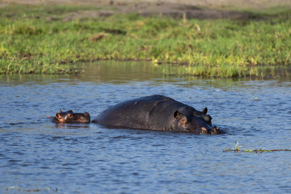 Hippopotamus, Hippopotamus amphibius, Okavango Delta, Botswana