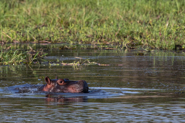 A young hippopotamus, Hippopotamus amphibius in the Okavango Delta