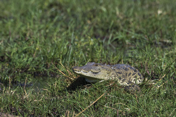 A Nile crocodile, Crocodylus niloticus, on Khwai river bank