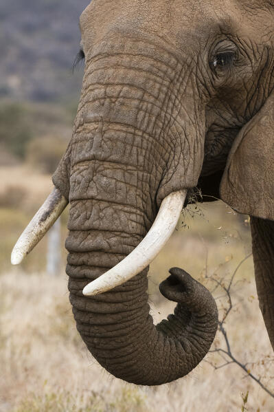 African elephant (Loxodonta Africana), Kalama conservancy, Samburu, Kenya.