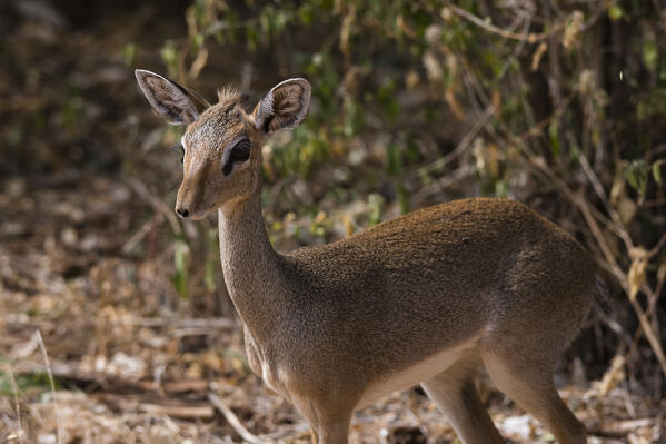 Kirk's dik-dik (Madoqua kirkii), Samburu, Kenya.
