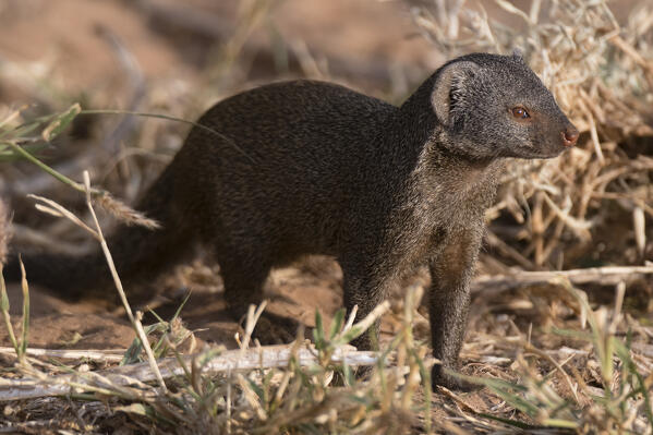 Dwarf mongoose (Helogale parvula), Samburu, Kenya.