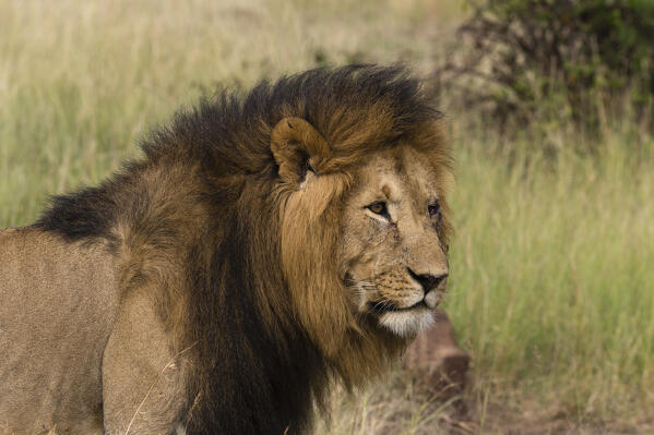 Lion (Panthera leo),  Masai Mara, Kenya.