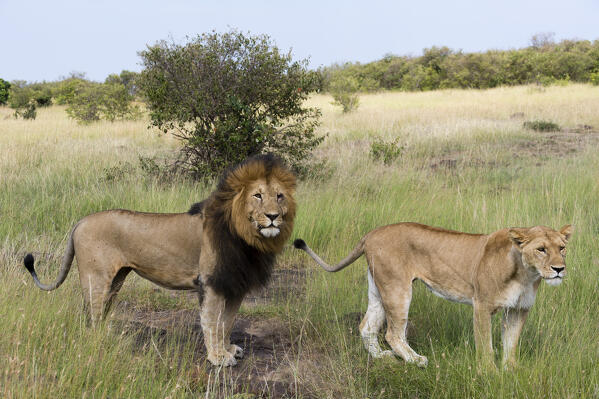 Lioness (Panthera leo) mating couple,  Masai Mara, Kenya.