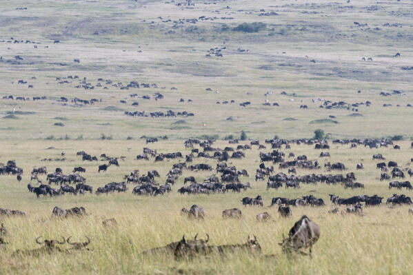 Eastern white-bearded wildebeest (Connochaetes taurinus albojubatus) migration, Masai Mara National Reserve, Kenya.