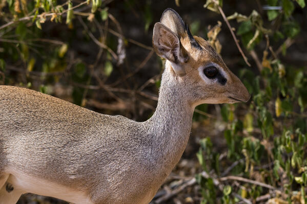 Kirk's dik-dik (Madoqua kirkii), Samburu, Kenya.