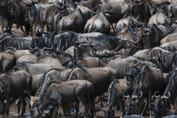 Eastern white-bearded wildebeest (Connochaetes taurinus albojubatus) on the Mara river bank, 
Masai Mara National Reserve, Kenya.