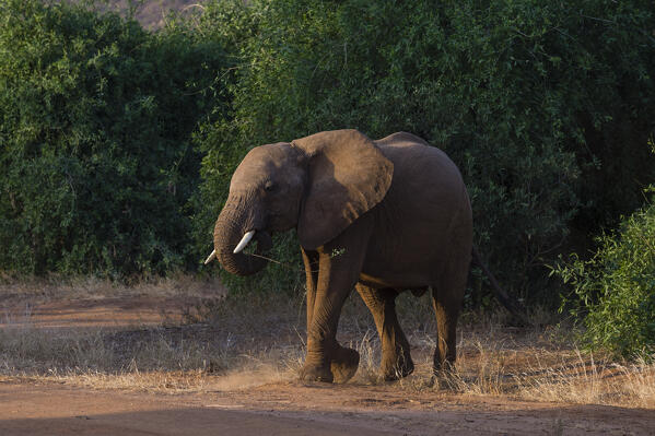African elephant (Loxodonta Africana), Samburu, Kenya.