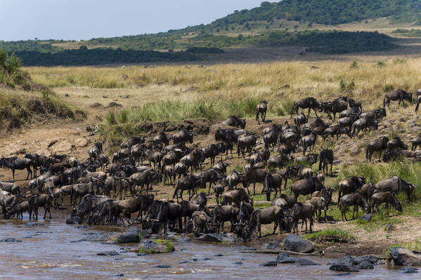 Eastern white-bearded wildebeest (Connochaetes taurinus albojubatus) on the Mara river bank, 
Masai Mara National Reserve, Kenya.