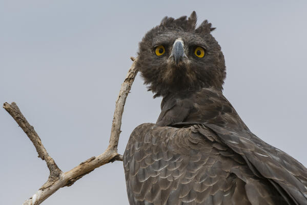 Martial Eagle (Polemaetus bellicosus), Samburu National Reserve, Kenya.