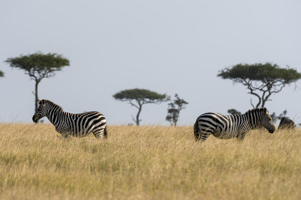 Grant's zebra (Equus burchellii boehmi), Masai Mara National Reserve, Kenya.