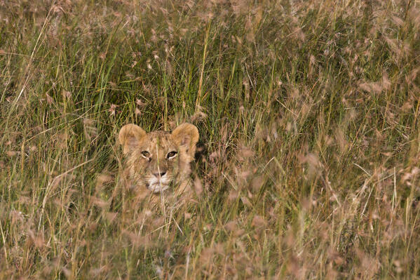 A lion cub (Panthera leo) waiting for its mother and hiding in tall grass, Masai Mara, Kenya.