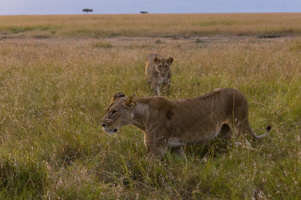 Lioness (Panthera leo),  Masai Mara, Kenya.
