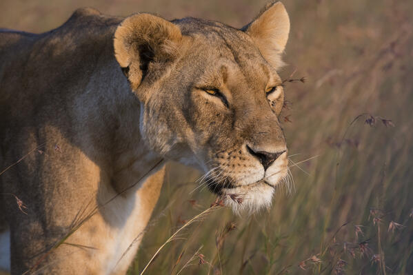 Lioness (Panthera leo),  Masai Mara, Kenya.