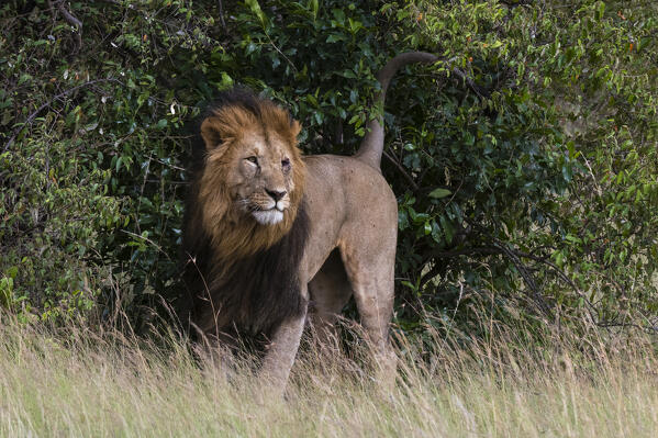 Lioness (Panthera leo),  Masai Mara, Kenya.