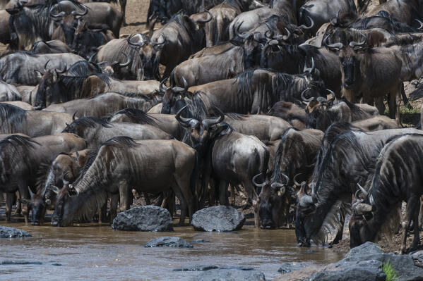 Eastern white-bearded wildebeest (Connochaetes taurinus albojubatus) on the Mara river bank, 
Masai Mara National Reserve, Kenya.