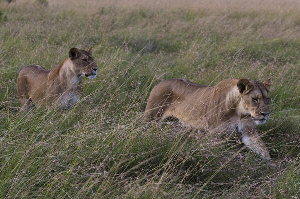 Lioness (Panthera leo),  Masai Mara, Kenya.