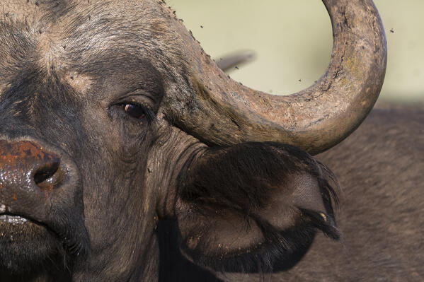 African buffalo (Syncerus caffer), Tsavo, Kenya.