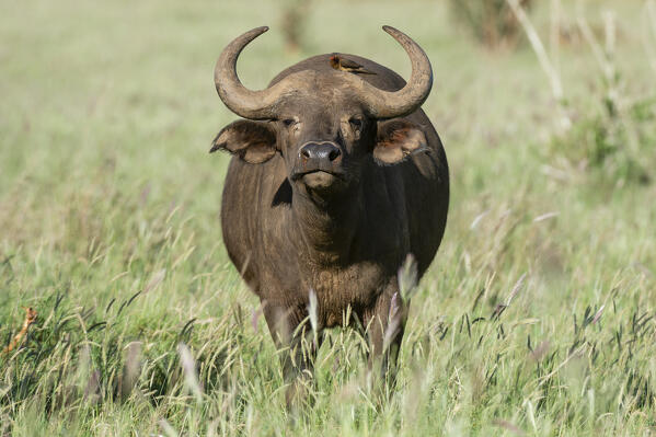 African buffalo (Syncerus caffer), Tsavo, Kenya.