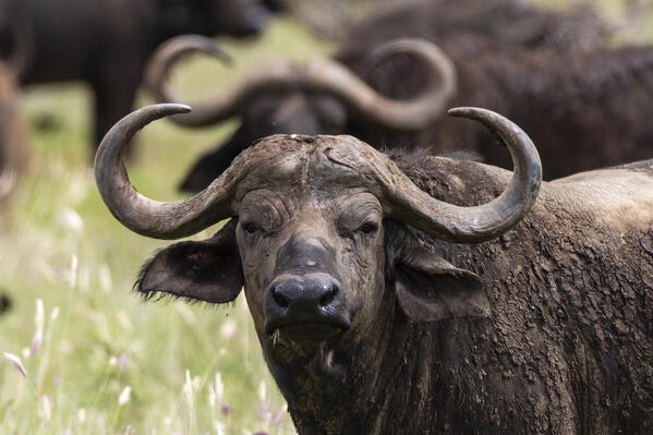 African buffalo (Syncerus caffer), Tsavo, Kenya.