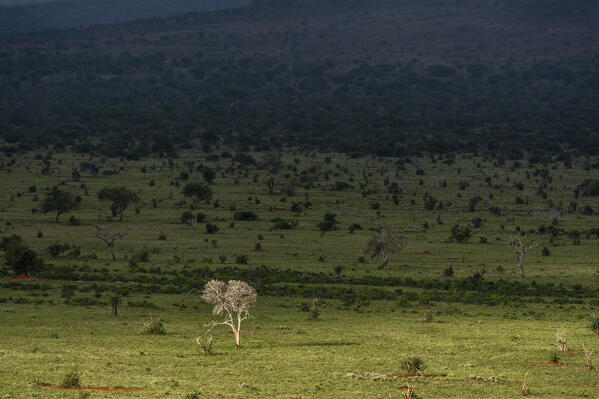 Landscape of the savannah, Tsavo, Kenya.