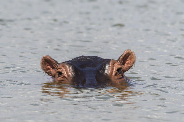 Hippopotamus (Hippopotamus amphibius), Lake Jipe, Tsavo, Kenya.