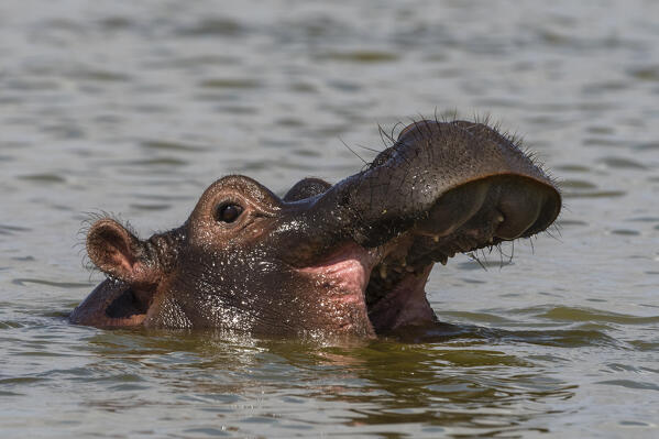 Hippopotamus (Hippopotamus amphibius), Lake Jipe, Tsavo, Kenya.