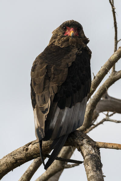 A bateleur eagle (Terathopius ecaudatus), Tsavo, Kenya.
