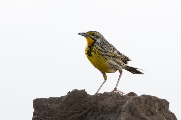 A male Pangani longclaw, Macronyx aurantiigula, Tsavo, Kenya.