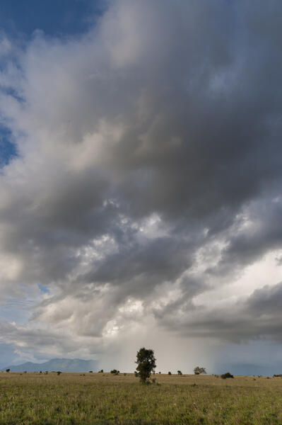 A rainstorm approaching, Tsavo, Kenya.