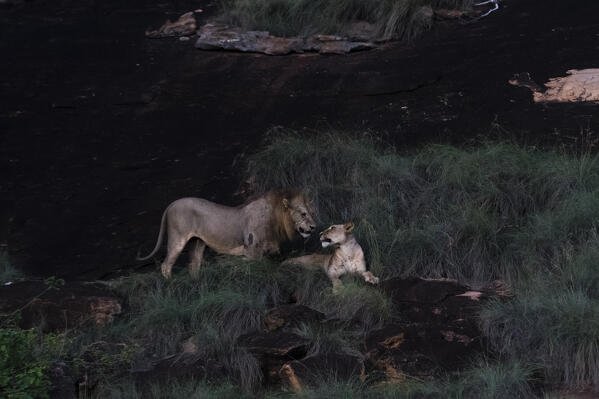 A lion couple, Panthera leo, at dusk on a kopje known as Lion Rock in Lualenyi reserve, Tsavo, Kenya.