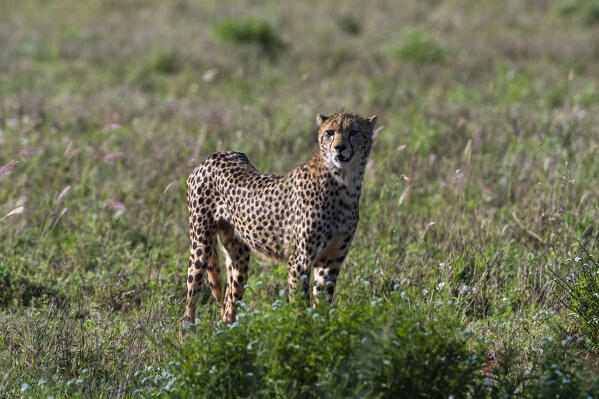 Cheetah (Acinonyx jubatus), Tsavo, Kenya.