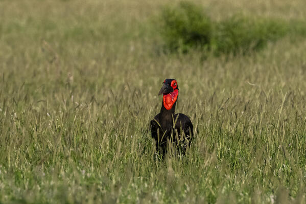 A Southern Ground-Hornbill (Bucorvus leadbeateri, searching for food in the grass, Tsavo, Kenya.