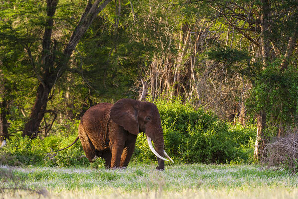 An African elephant, Loxodonta africana,  walking in a forest, Tsavo, Kenya.