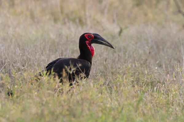 Southern ground-hornbill (Bucorvus leadbeateri), Tsavo, Kenya.