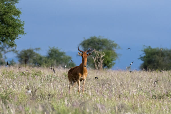 Three Coke's hartebeest (Alcelaphus buselaphus cokii) watching barn swallows (Hirundo rustica) in flight over tall purple grass, Lualenyi, Tsavo, Kenya.