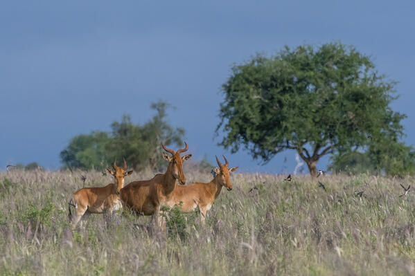 Three Coke's hartebeest (Alcelaphus buselaphus cokii) watching barn swallows (Hirundo rustica) in flight over tall purple grass, Lualenyi, Tsavo, Kenya.